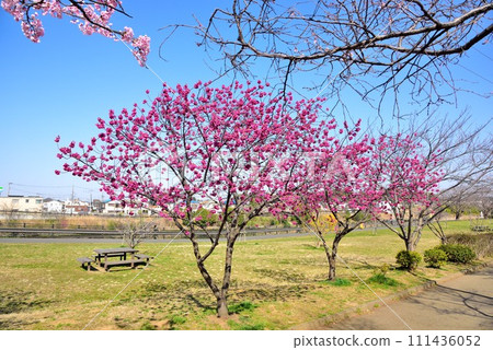 Chiba City Hanamigawa Ward Blue sky and beautiful cherry blossoms 111436052