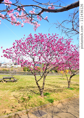 Chiba City Hanamigawa Ward Blue sky and beautiful cherry blossoms Chiba City Hanamigawa Ward Blue sky and beautiful cherry blossoms 111436126