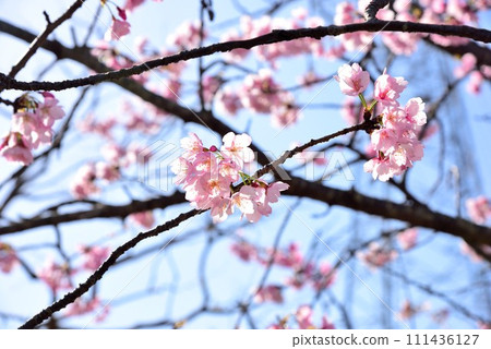 Chiba City Hanamigawa Ward Blue sky and beautiful cherry blossoms Chiba City Hanamigawa Ward Blue sky and beautiful cherry blossoms 111436127