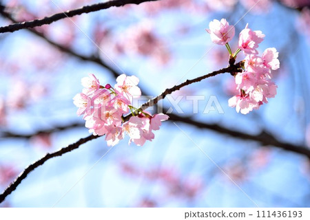 Chiba City Hanamigawa Ward Blue sky and beautiful cherry blossoms Chiba City Hanamigawa Ward Blue sky and beautiful cherry blossoms 111436193