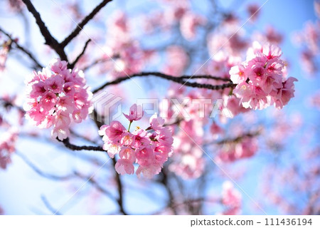 Chiba City Hanamigawa Ward Blue sky and beautiful cherry blossoms 111436194