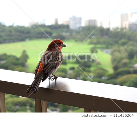 On the hotel balcony 111436204