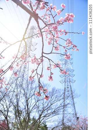 Chiba City Hanamigawa Ward Blue sky and beautiful cherry blossoms Chiba City Hanamigawa Ward Blue sky and beautiful cherry blossoms 111436205