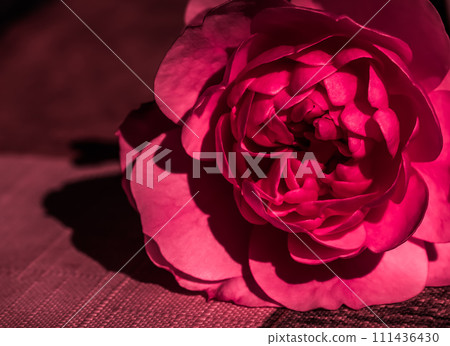 Red rose flower petals. Soft focus, abstract floral background. Macro flowers backdrop for holiday design Red rose flower petals. Soft focus, abstract floral background. Macro flowers backdrop for holiday design 111436430