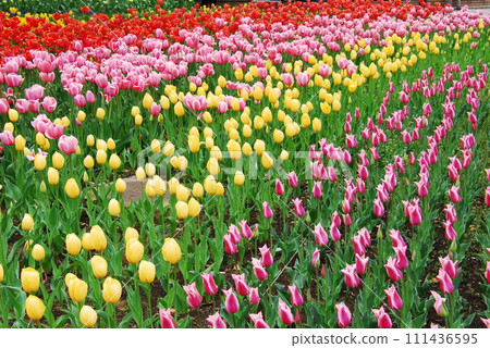 Tulip's flower bed Tulip's flower bed 111436595