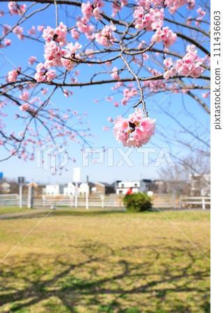 Chiba City Hanamigawa Ward Blue sky and beautiful cherry blossoms Chiba City Hanamigawa Ward Blue sky and beautiful cherry blossoms 111436603
