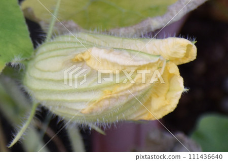 yellow pumpkin flower 111436640