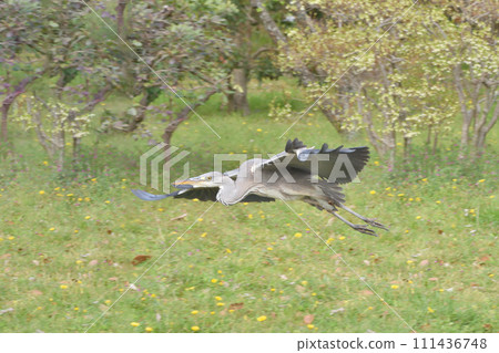 Blue heron in Kyoto Gyoen National Garden 111436748