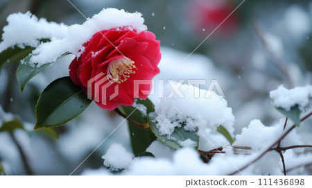 山茶花覆蓋著雪-植物學圖像 山茶花覆蓋著雪-植物學圖像 111436898