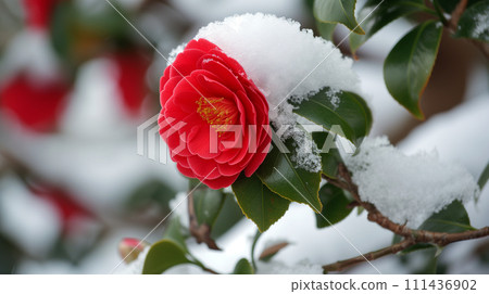 山茶花覆蓋著雪-植物學圖像 111436902