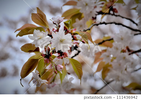 Hime中將發誓櫻花 111436942