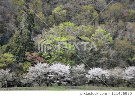 Satoyama scenery, scenery with cherry blossoms 111436950