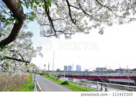 從千葉市花見川區的櫻花樹上看到的幕張 111437205
