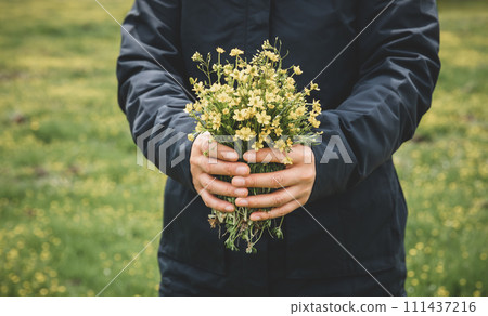 Hands hold tatarian Aster flowers in high altitude grassland, China Hands hold tatarian Aster flowers in high altitude grassland, China 111437216