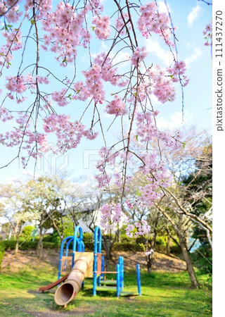 千葉市花見川區 藍天與美麗的櫻花 111437270