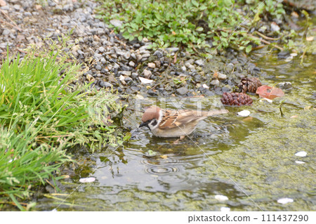京都御苑的麻雀 111437290