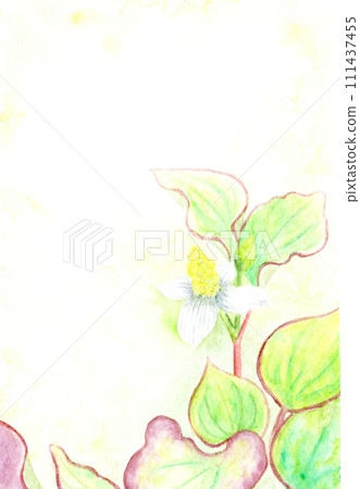 魚腥草。 魚腥草。 111437455