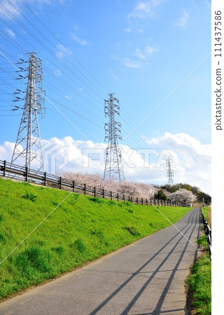 Chiba City Hanamigawa Cycling Road and Cherry Blossom Trees Chiba City Hanamigawa Cycling Road and Cherry Blossom Trees 111437586