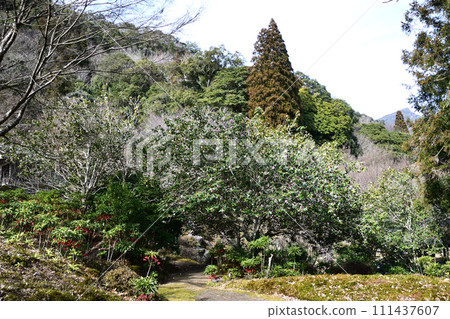有樂山茶花和萬兩林 有樂山茶花和萬兩林 111437607