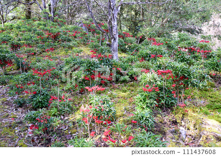 有樂山茶花和萬兩林 有樂山茶花和萬兩林 111437608