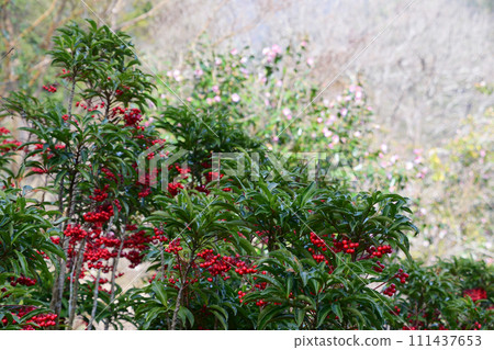 有樂山茶花和萬兩林 111437653