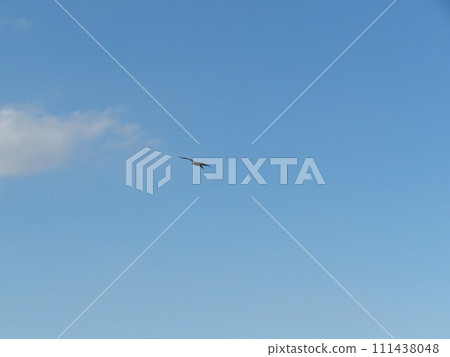 鳥的天空 鳥的天空 111438048