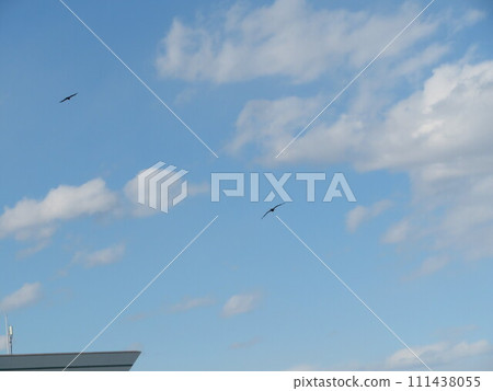 鳥的天空 鳥的天空 111438055