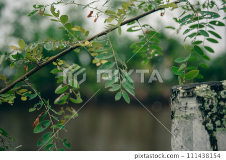 leaves in nature exposed to raindrops 111438154