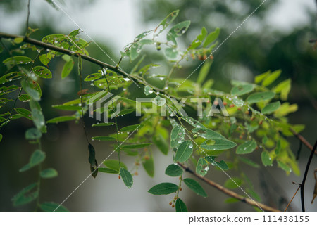 leaves exposed to raindrops in close proximity 111438155