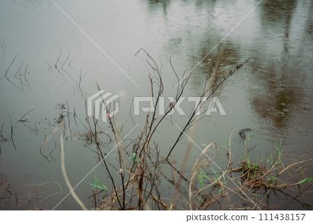 Dead plants on the edge of the lake Dead plants on the edge of the lake 111438157
