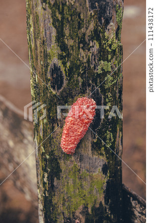 Pink snail eggs that I found on the edge of the rice field.beautiful object 111438172