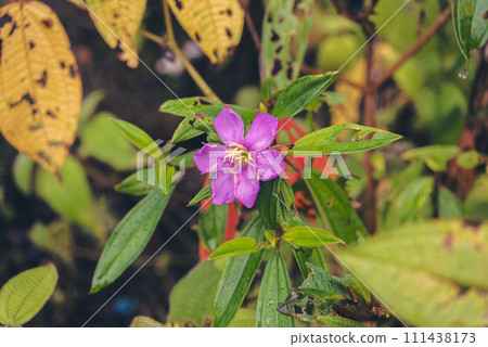 Melastoma malabathricum Beautiful plants with natural shades 111438173