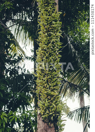 grass-filled tree trunks in nature 111438174