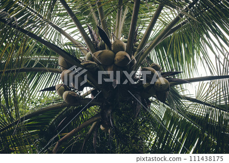 Coconut fruit in large quantities dark photo concept. 111438175