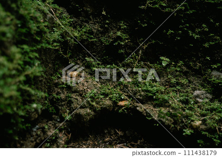 green moss that grows naturally in nature 111438179