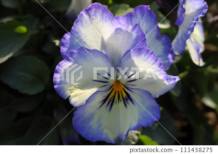 Purple, light yellow and white pansy flowers blooming in the winter garden Purple, light yellow and white pansy flowers blooming in the winter garden 111438275