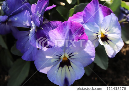 Purple, light yellow and white pansy flowers blooming in the winter garden Purple, light yellow and white pansy flowers blooming in the winter garden 111438276