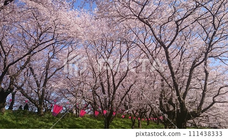 埼玉縣佐手市權現堂櫻花堤防 埼玉縣佐手市權現堂櫻花堤防 111438333