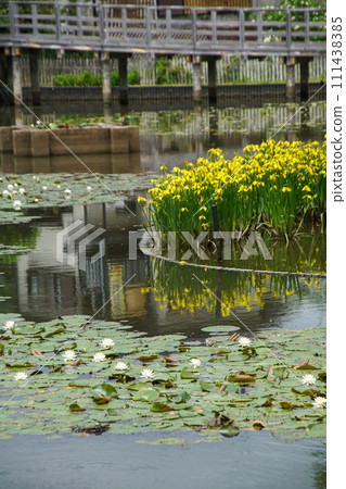 Yellow irises at Nagaoka Tenmangu Shrine 111438385