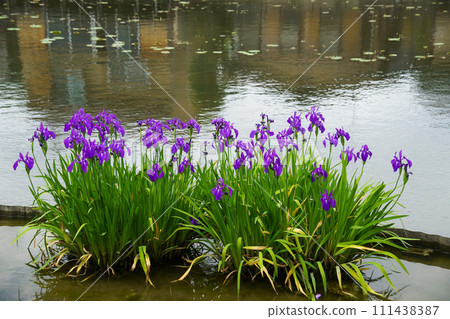 Iris of Nagaoka Tenmangu Shrine Iris of Nagaoka Tenmangu Shrine 111438387