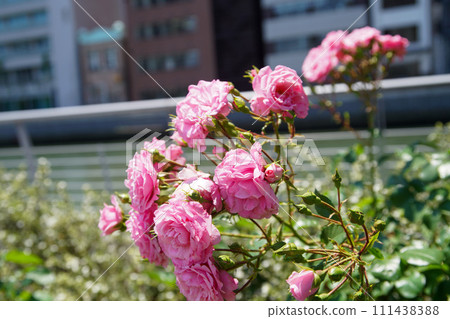 Rose of Nakanoshima Park Rose of Nakanoshima Park 111438388