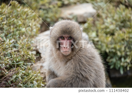 Japanese macaque Arashiyama Monkey Park Iwatayama 111438402