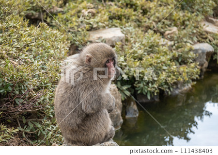 Japanese macaque sitting by the pond Arashiyama Monkey Park Iwatayama Japanese macaque sitting by the pond Arashiyama Monkey Park Iwatayama 111438403