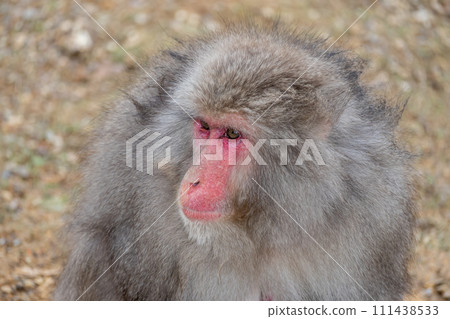 Japanese macaque Arashiyama Monkey Park Iwatayama Japanese macaque Arashiyama Monkey Park Iwatayama 111438533