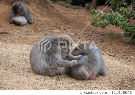 Japanese macaque grooming Arashiyama Monkey Park Iwatayama Japanese macaque grooming Arashiyama Monkey Park Iwatayama 111438648