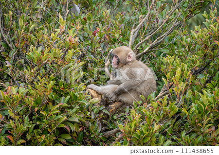 Japanese macaque sitting on a tree Arashiyama Monkey Park Iwatayama Japanese macaque sitting on a tree Arashiyama Monkey Park Iwatayama 111438655
