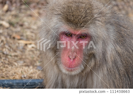 Japanese macaque Arashiyama Monkey Park Iwatayama 111438663