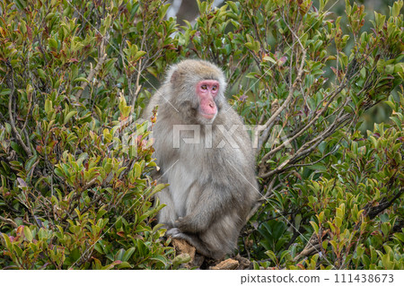 Japanese macaques on trees Arashiyama Monkey Park Iwatayama Japanese macaques on trees Arashiyama Monkey Park Iwatayama 111438673