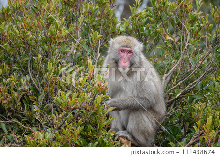 Japanese macaques on trees Arashiyama Monkey Park Iwatayama 111438674