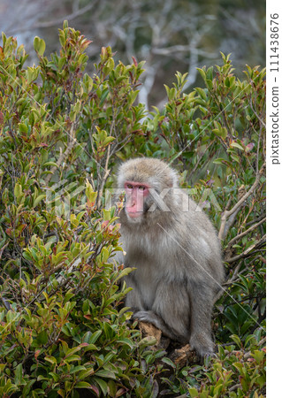 Japanese macaques on trees Arashiyama Monkey Park Iwatayama 111438676
